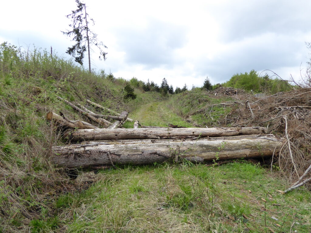 Baumstaemme liegen quer